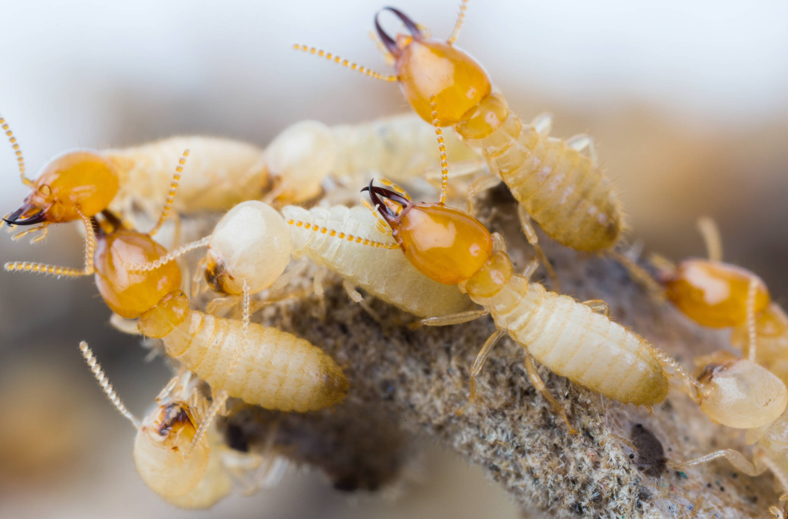 Termite Extermination
