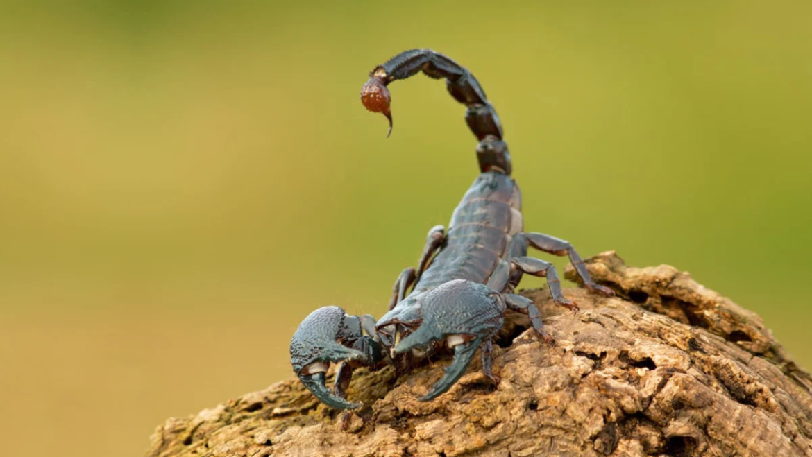 Scorpion Extermination
