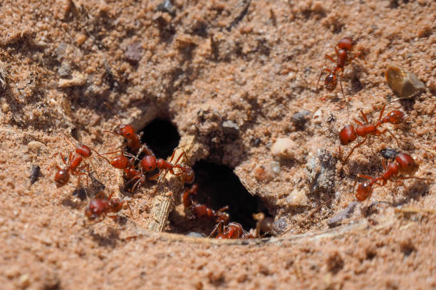 The Ultimate Guide to Fire Ant Extermination in Austin, Texas with Kaizen Pest Management