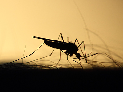 Austin Mosquito Control: Navigating Early Spring Rain and Mosquito Season