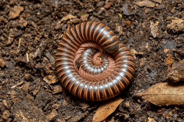 Conquering Millipedes in Texas: The Ultimate Guide for Austin Homeowners