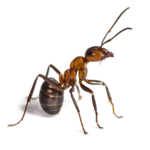 A detailed image of a fire ant, an invasive species in Dripping Springs, Texas, controlled by Kaizen Pest Management's specialized services.