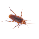 Detailed image of a reddish-brown American cockroach, a common pest in Dripping Springs, Texas, effectively managed by Kaizen Pest Management's control techniques.