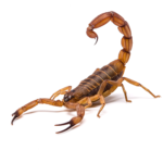 High-quality image of a scorpion in a defensive posture, a pest commonly found and expertly treated in Dripping Springs, Texas, by Kaizen Pest Management.