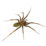Close-up of a brown spider on a white background, a common household pest in Dripping Springs, Texas, expertly targeted by Kaizen Pest Management's control services.