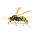 A wasp is depicted mid-flight with detailed visibility of its yellow and black striped body, highlighting a common pest in Dripping Springs, Texas, managed by Kaizen Pest Management.