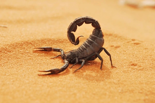 Comprehensive Guide to Scorpion Removal in Austin, Texas