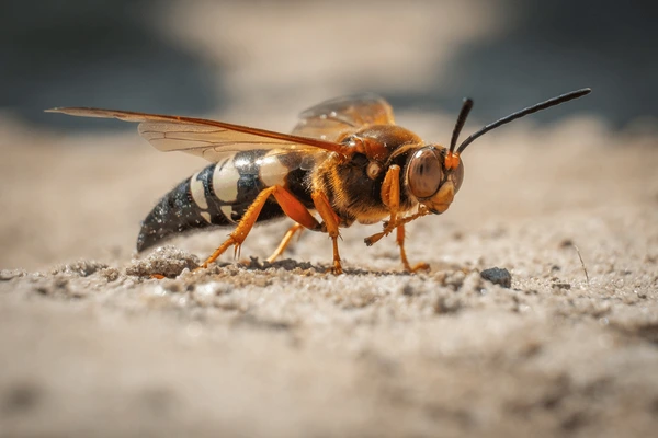 Understanding Cicada Killers in Dripping Springs, Texas