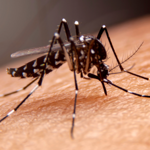 Combating Mosquitoes in Austin, Texas: A Comprehensive Guide with Kaizen Pest Management