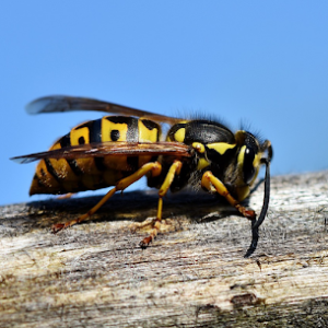 Finding the Best Wasp Exterminator in Dripping Springs, Texas