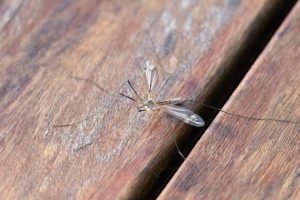 How Mosquitoes Pose a Serious Risk to Your Home and Health