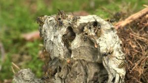 The Most Effective Wasp Removal Service: Pest Exterminator Near Me in Dripping Springs, Texas