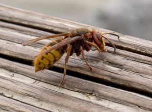 The Hidden Dangers of Wasps: What You Need to Know to Protect Your Home