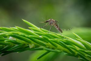 Finding the Best Mosquito Exterminator in Dripping Springs, Texas