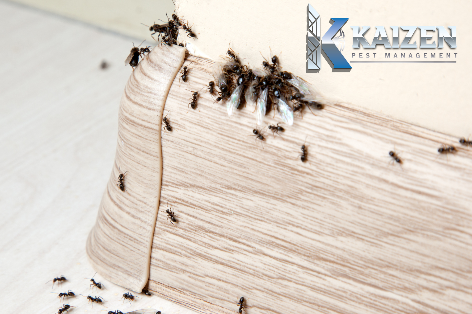 Why Ants Invade Homes: Hidden Causes & Prevention - Kaizen Pest Management