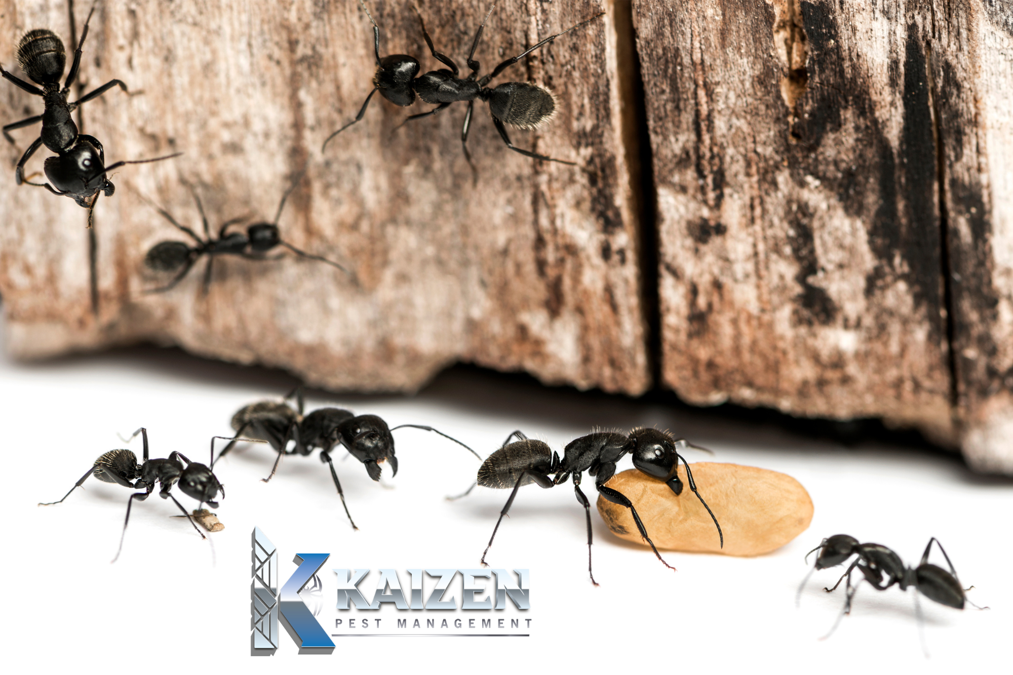 Why Ants Invade Homes: Hidden Causes & Prevention - Kaizen Pest Management