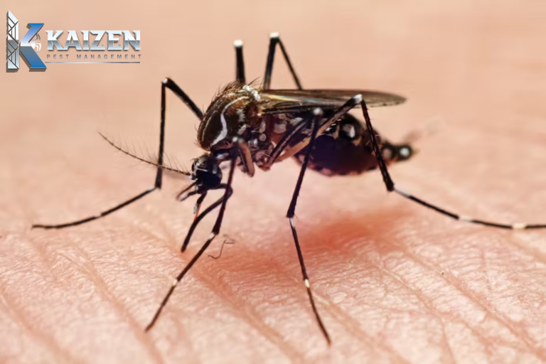 mosquito