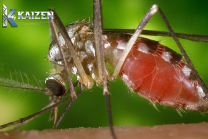 mosquito