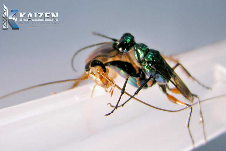 insect