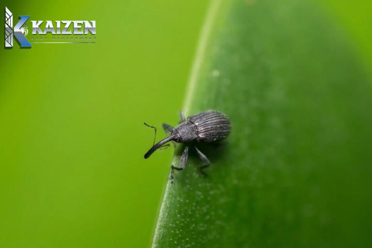 pest control