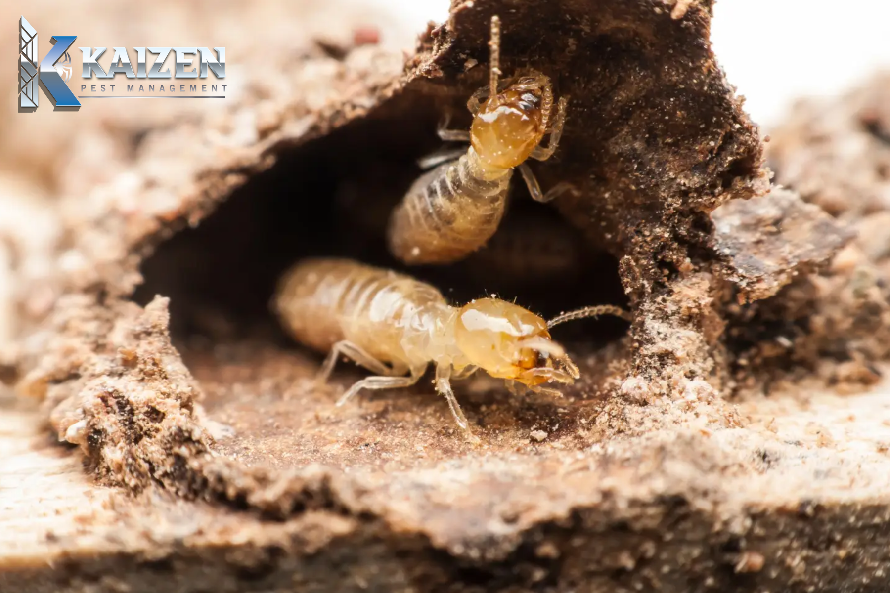 The Hidden Dangers of Ignoring a Pest Problem - Kaizen Pest Management